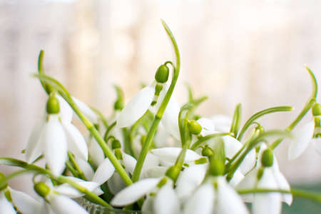 Snowdrops bouquet by the window close upの写真素材