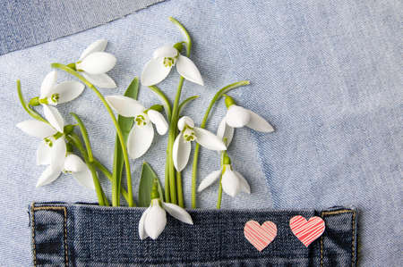 Fresh snowdrops in a blue jeans pocketの写真素材