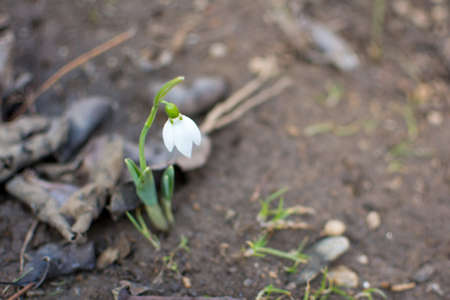 Snowdrop rising from the ground to announce springの写真素材