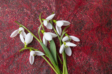 Fresh snowdrops buquet on red shiny backgroundの写真素材