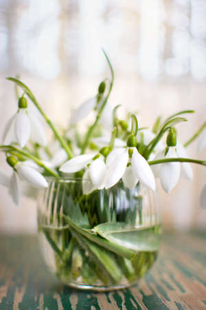 Snowdrops in a glass cup by the bright windowの写真素材