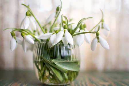 Snowdrops in a glass cup by the bright windowの写真素材