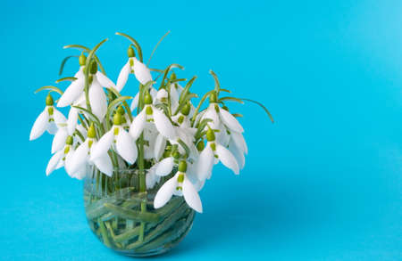 Fresh snowdrops in a vase on blue backgroundの写真素材