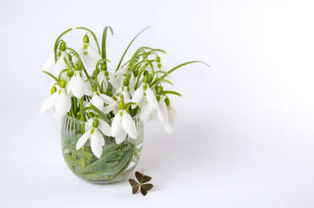 Fresh snowdrops in a vase on white backgroundの写真素材