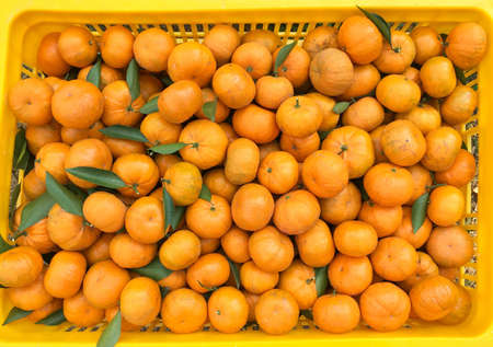 Chinese small cumquat oranges in a yellow boxの写真素材