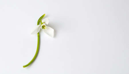 Single snowdrop flower on a white backgroundの写真素材