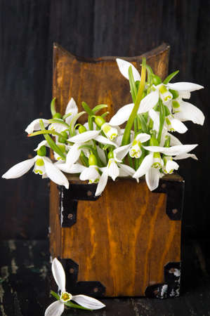 Snowdrop flowers in a vintage wooden boxの写真素材