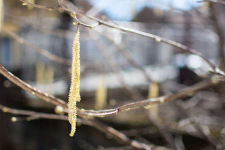 Hazelnut catkins hanging from the tree in the yardの写真素材