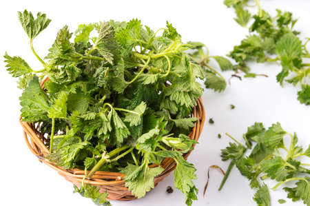 Stinging nettle green leaves in a wicker basket on whiteの写真素材