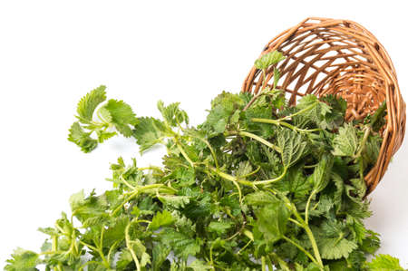 Stinging nettle green leaves in a wicker basket on whiteの写真素材