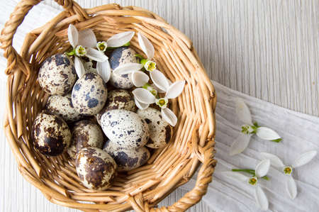 Quail eggs and white snowdrop flowers in a basket