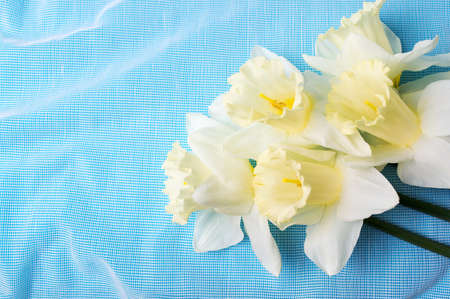 Narcissus flowers against blue background. Spring timeの写真素材