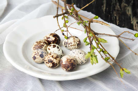 Quail eggs and tree branches on a plateの写真素材