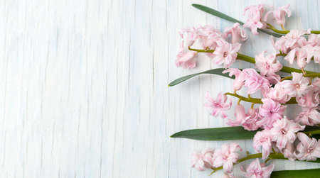 Pink hyacinth flowers on a wooden tableの写真素材