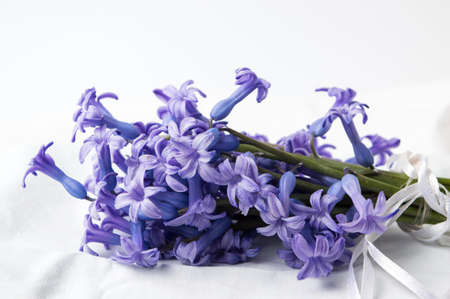 Purple hyacinth flowers bouquet on white textileの写真素材