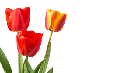 Red tulips isolated on white background. Spring timeの写真素材