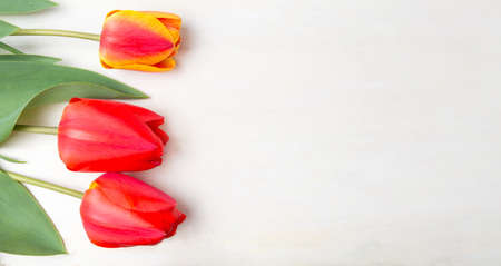 Red tulips on white wooden table. Spring timeの写真素材