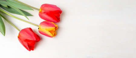 Red tulips on white wooden table. Spring time