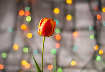 Red tulip flower against colorful festive backgroundの写真素材