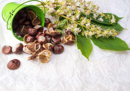 Chestnuts with tree blossom flowers on white fabricの写真素材