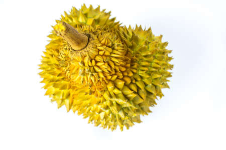 Durian tropical fruit isolated on white background