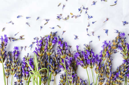 Fresh lavender flowers on white silk fabricの写真素材