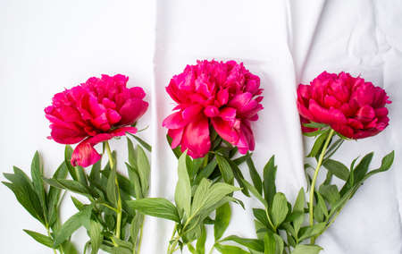 Red peony flowers on white textile backgroundの写真素材