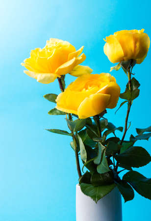 Yellow roses against turquoise blue backgroundの写真素材