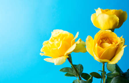 Yellow roses against turquoise blue backgroundの写真素材