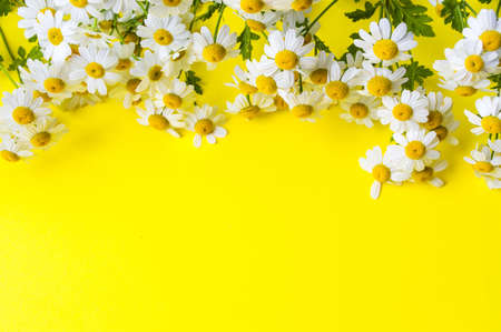 Chamomile flowers on yellow background with copy spaceの写真素材