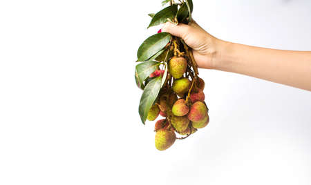 Hand holding lychee fruit bouquet against white backgroundの写真素材