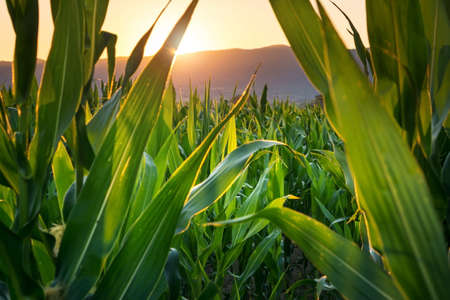 Sunset view through a young corn plantationの写真素材