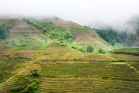 Foggy rice terrace landscape viewpoint with low cloudsの写真素材