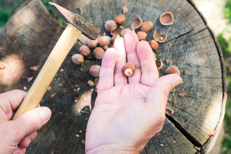 Man cracking hazelnuts with a hammer  in the backyard