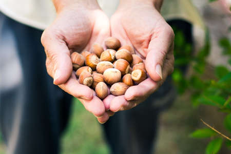 Male hands holding bunch of hazelnuts in the fieldの写真素材