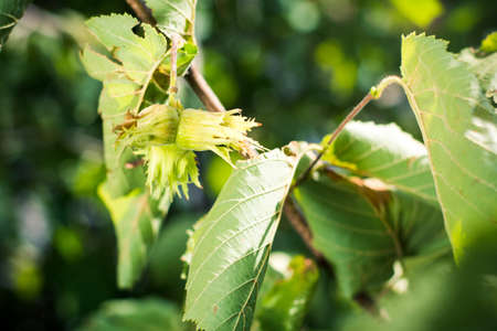 Young hazelnuts growing on the tree