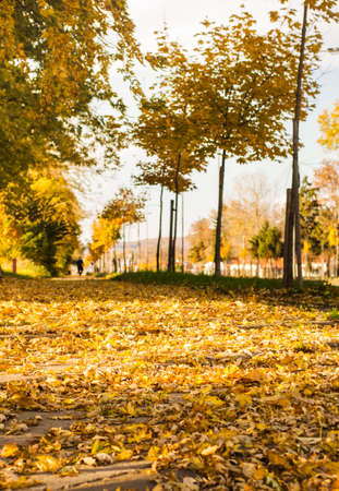Park walking area covered in fallen leaves, autumn sceneの写真素材