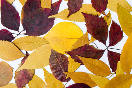 Bunch of colorful autumn leaves on white background