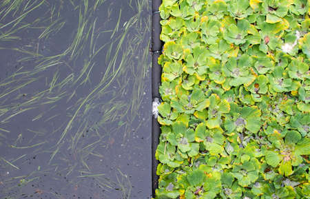 Water hyacinth leaves floating over the lakeの写真素材
