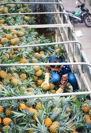 HANOI, VIETNAM - MAY 24, 2017: Vietnamese worker unpacking truck with pineapple fruits. Fruit is sold everywhere in the city as a street snack or dessert.のeditorial素材