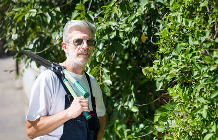 Gardener  trimming hedgerow with gardening scissors on a sunny day