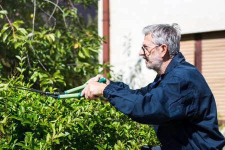 Gardener  trimming hedgerow with gardening scissors on a sunny day