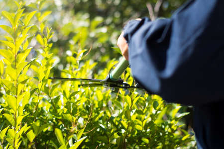 Gardener  trimming hedgerow with gardening scissors on a sunny day