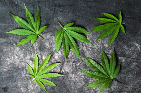Marijuana leafs on a dark textured backgroundの写真素材