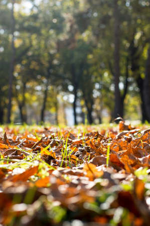 Fallen autumn leaves in the park with blurred trees in the backgroundの写真素材