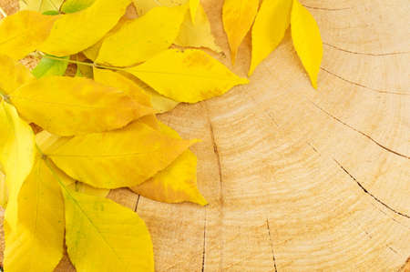 Yellow autumn leaves on natural wooden backgroundの写真素材