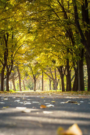 Empty park with fallen autumn leaves. Fall sceneryの写真素材