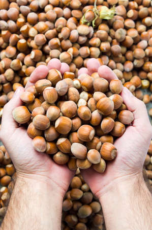 Hands holding hazelnuts on top of a pile in harvest seasonの写真素材