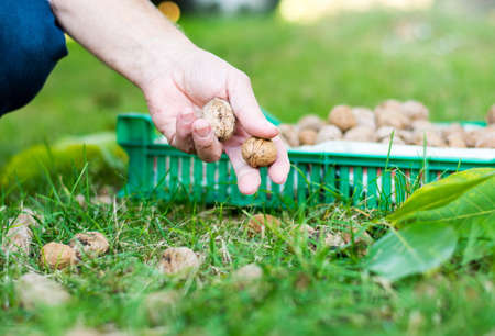 Man collecting fallen walnuts in the field