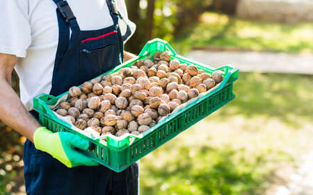 Man holding box full of fresh picked walnutsの写真素材